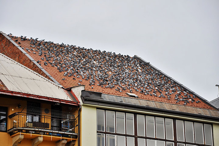 A2B Pest Control are able to install spikes to deter birds from roofs in Beeston. 