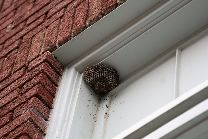 We provide a wasp nest removal service for domestic and commercial properties in Beeston.